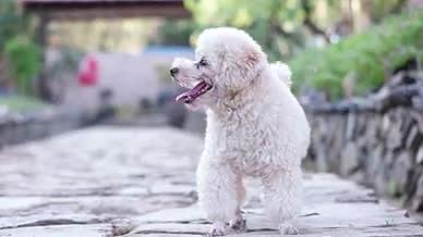 湖南郴州临武县宠物世界妞妞泰迪狗实拍视频视频的预览图